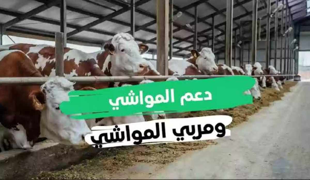 كيفية التقديم على دعم المواشي أون لاين