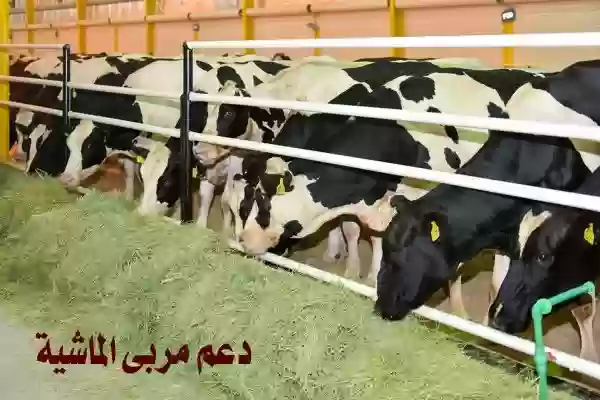 دعم الماشية 