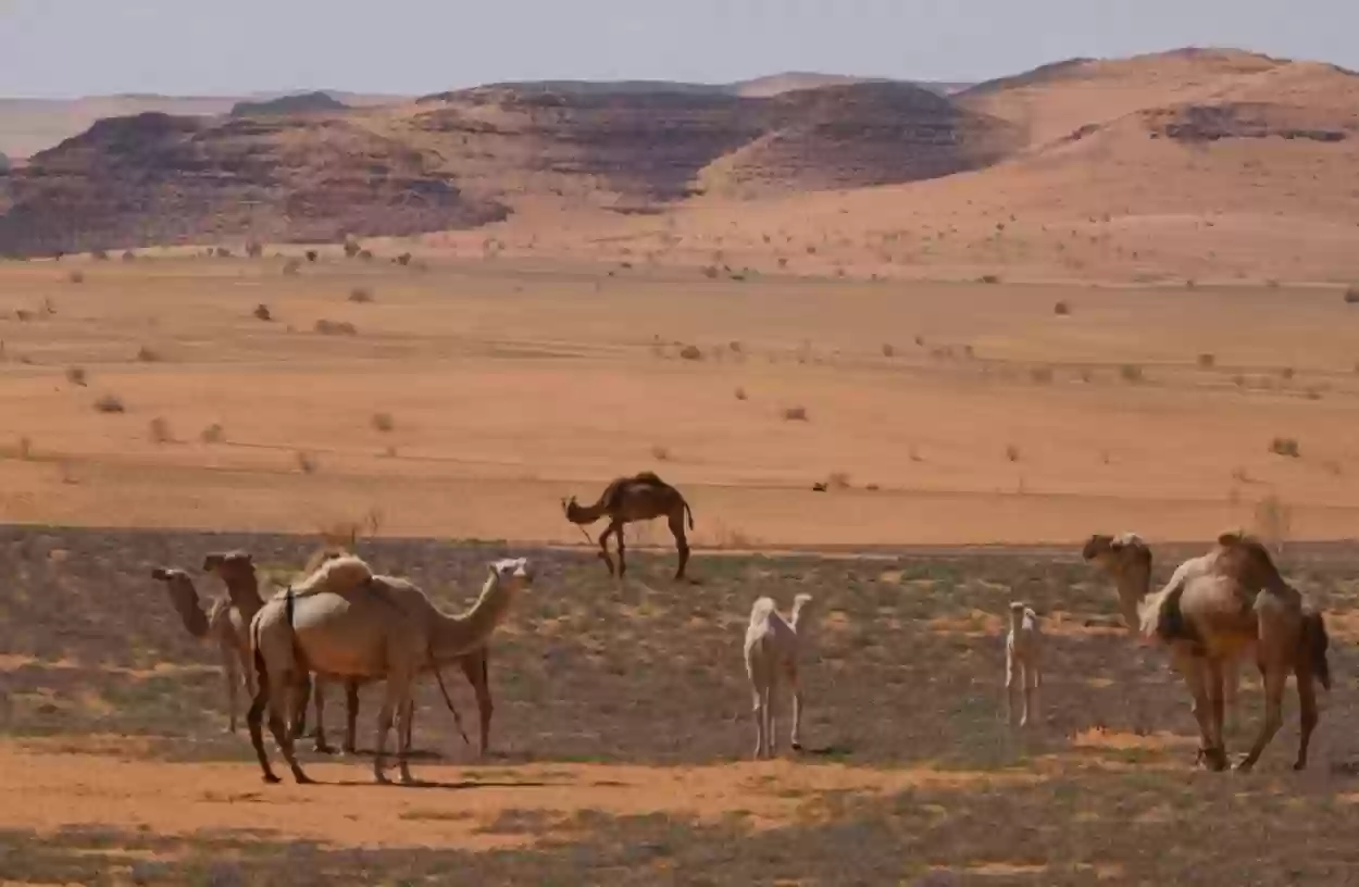 محمية الملك سلمان 