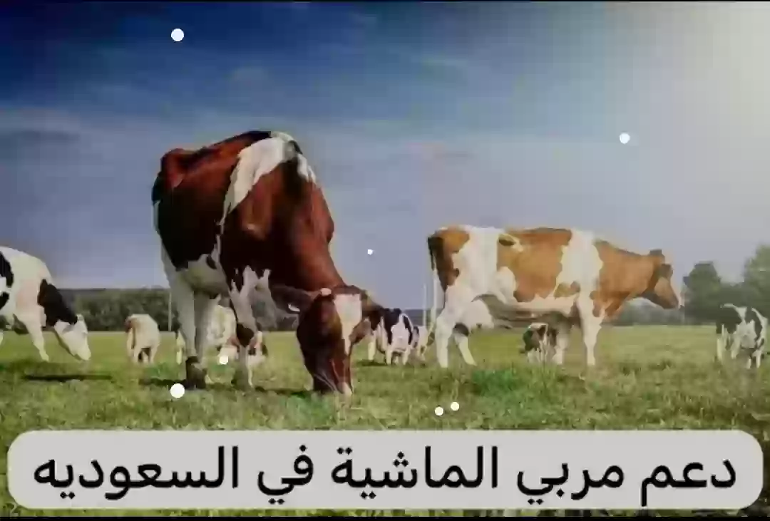 دعم المواشي 