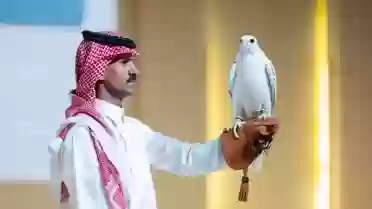 صقر 